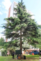 Olaphe Nichte 20 * 5184 x 3456 * (9.99MB)